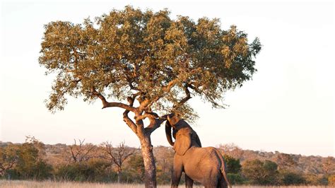 SOUTH AFRICA .